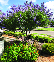 Suburban Plants Garden Center In Mesquite Tx Local Coupons