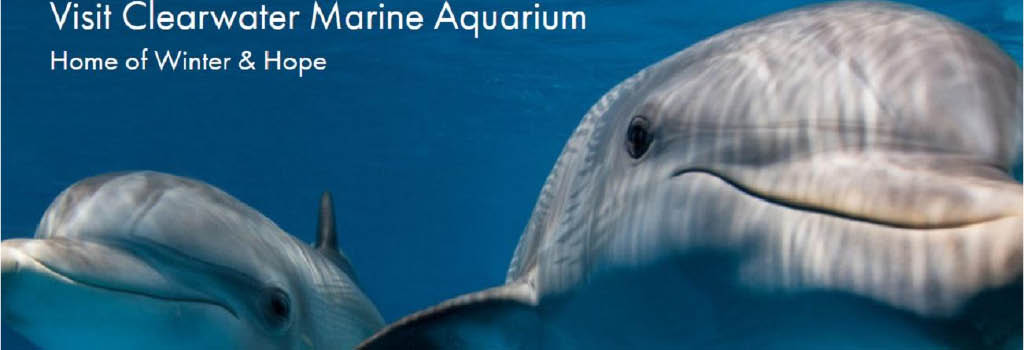 CLEARWATER MARINE AQUARIUM in Clearwater, FL - Cmabanner31
